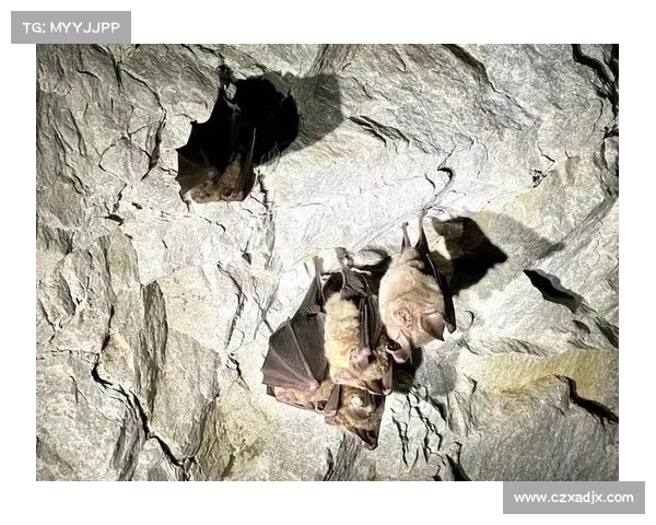 冰鳞蓝鱼栖息地保护与恢复策略生态指南详解 冰鳞蓝鱼栖息地保护与恢复策略生态指南详解